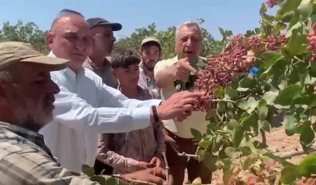 CHP'li Öztürkmen ve Meriç, Antep Fıstığı üreticilerinin sorunlarını dinledi, 24 Ağustos'taki mitinge çağırdı