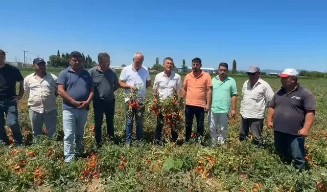 CHP’li Sarıbal’dan domates ve karpuz üreticisi için çağrı : "Çiftçi zarar içinde, destek şart"