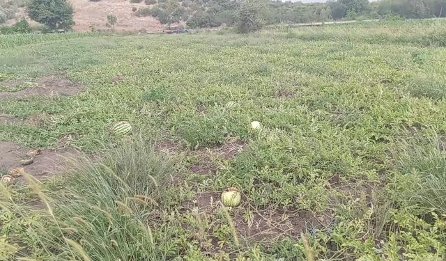 Çiftçinin satamadığı karpuzları kargalara yem oldu: ''Hem çiftçilikten hem de hayvancılıktan memnun değiliz''