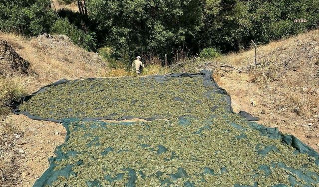 Diyarbakır’da 2 milyon 715 bin kök kenevir ele geçirildi