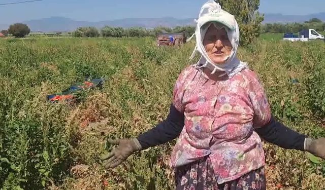 Domates üreticilerinden fiyat protestosu: "Çiftçi 2,25'e aldığı domates fidanını 1,80 kuruşa veriyor. Bunun karı nerede?"