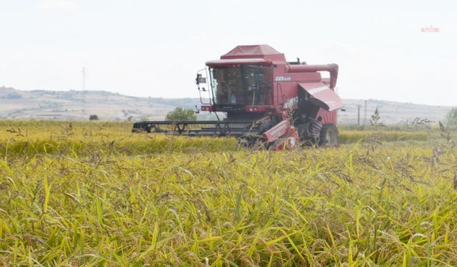 Edirne'de 1 kilo çeltiğin maliyeti 30 lira olarak hesaplandı