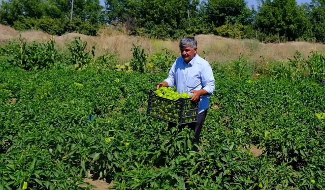 Eskişehir Yeşil Sakarya Yaş Sebze ve Meyve Üreticiler Birliği Başkanı Süleyman Buluşan: "Geçen ay tarlada 10 bin lira olan elektrik faturası bu ay 30 bin lira”