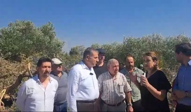 Hatay'da zeytin ağaçlarının kesilmesine tepki,.. Nermin Yıldırım Kara:  "Yurttaşların zeytinlerini gasp etmeyin"