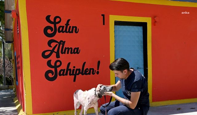 Kuşadası’nda orman yangınından kurtarılan köpek “Umut” sağlığına kavuştu