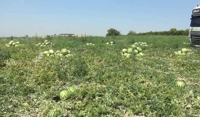 Manisalı karpuz üreticisi: "Bu böyle devam ederse seneye karpuzculuğu bırakacağız."