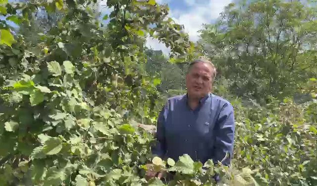 Seyit Torun'dan fındık alım fiyatına tepki: "Fındıkçıya yapılmış olan en büyük zulüm. Hesabını soracağız"