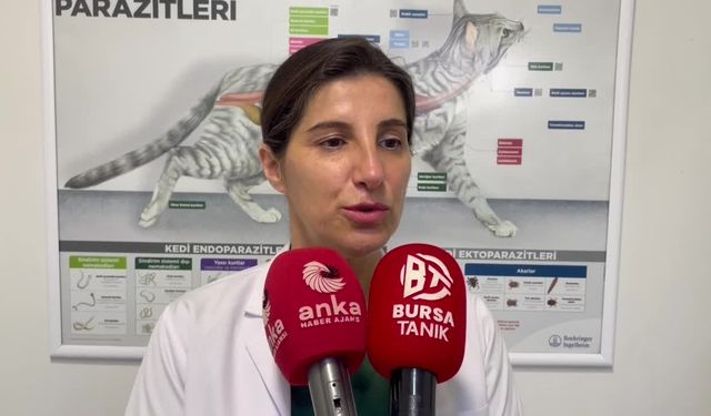 Türk Veteriner Hekimleri Birliği Merkez Konseyi Üyesi Melike Baysal: "Köpekleri öldürmeden yasayı uygulayamazlar"