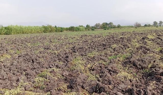 Yonca tarlası başka kişiler tarafından sürülen Sumbaslı çiftçi, duruma tepki gösterdi...