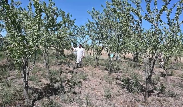 Yozgat’ta badem bahçelerine yenileri ekleniyor