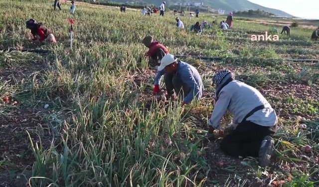 Yozgat’ta çiftçiler, maliyetleri bile karşılayamamaktan yakınıyor