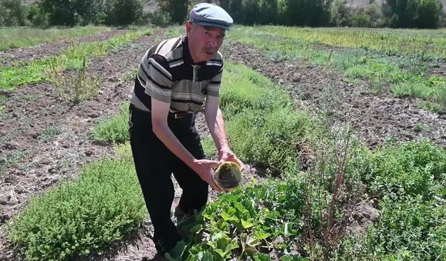 Yozgat’ta çiftçinin başı tarla fareleriyle dertte