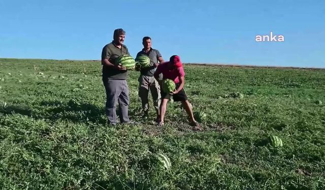 Yozgat’ta kavun-karpuz yetiştiricisi girdi maliyetlerinden yakınıyor 