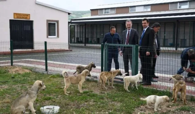 Hayvanları Koruma Kanunu 'Resmi'leşti!