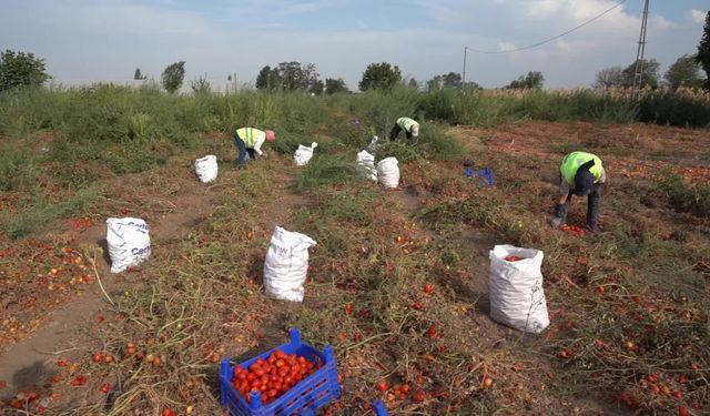 Balıkesir'de bir çiftçi, tarlada kalan domateslerini Büyükşehir Belediyesi aracılığıyla  ihtiyaç sahiplerine bağışladı