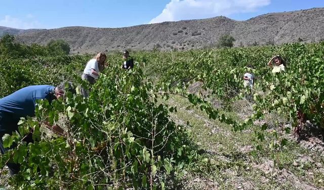 Yozgat’ta bağ bozumu geleneği yaşatılıyor 