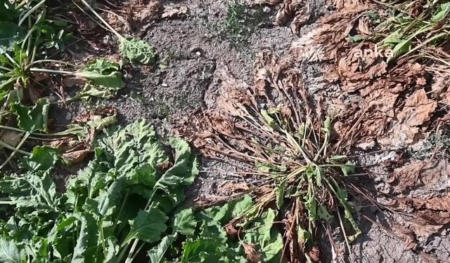 Yozgat’ta çiftçi, şeker pancarında görülen hastalık ile yıkıldı