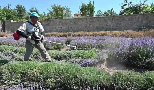 Yozgat’ta çiftçiler lavanta elde edilen yağ için pazar arıyor