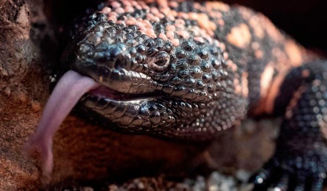 Pankreas Tümörlerine Yeni Teşhis Yöntemi: Kertenkele Tükürüğü!