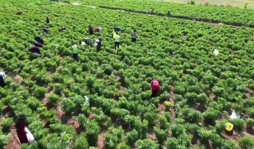 Şanlıurfa'da kentin coğrafi işaretli lezzetlerinden isot için yoğun çalışma yapılıyor