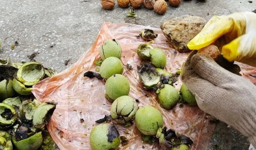 Karacabey TİGEM’den 400 bin kg ceviz hasadı ihalesi